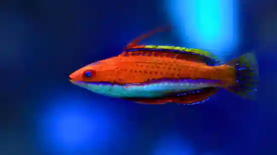 Ruby Longfin Fairy Wrasse - South Asia