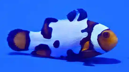 Extreme Snow Onyx Clownfish