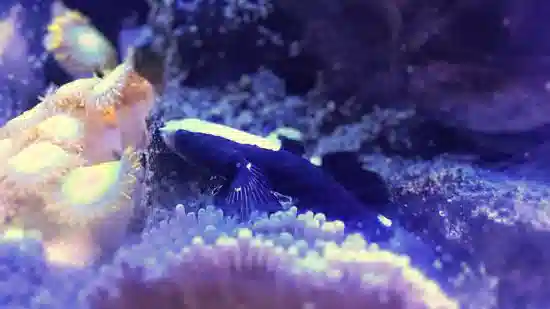 White Cap Goby - Indo Pacific