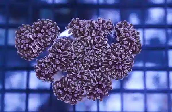 Torch Coral: Grape Cristata w/ Gold Tip