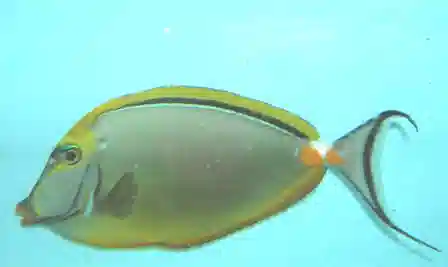 Blonde Naso Tang - Male - Large - With Streamers