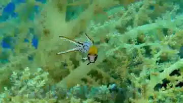 Lyretail Hogfish - Africa