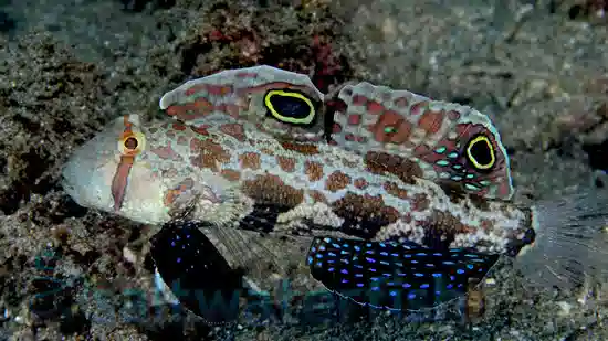 4-Wheel Drive Goby