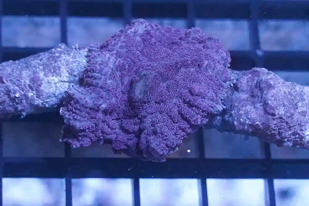 Bullseye Mushroom Coral: Purple