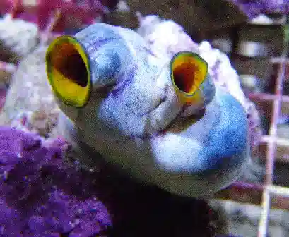 Tunicate: Colored