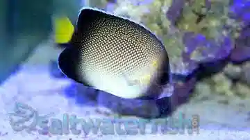 Cream Angelfish