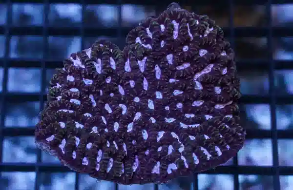 Platygyra Maze: Purple