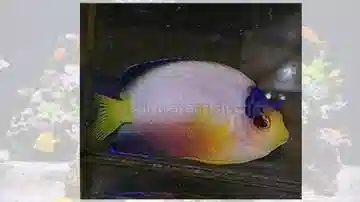 Multicolor Angelfish - Marshall Island
