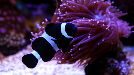 Darwin Clownfish