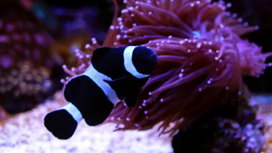 Darwin Clownfish - East Pacific