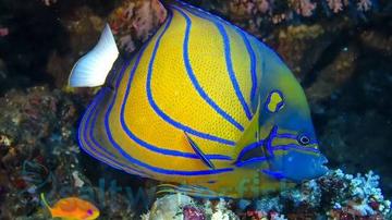 Annularis Angelfish - Sub Adult/Changing Indo-Pacific
