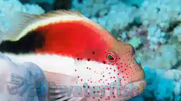 Freckled Hawkfish