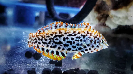 Divided Leopard Wrasse: Female - South Asia