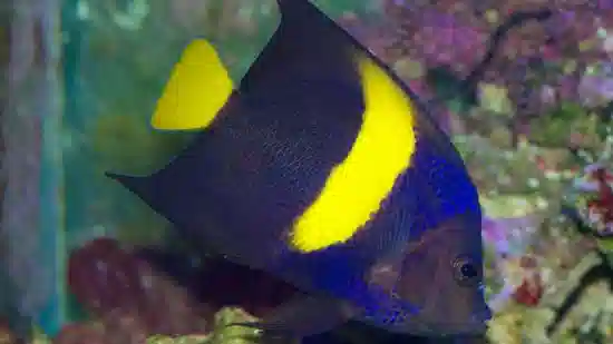 Asfur Angelfish - Red Sea