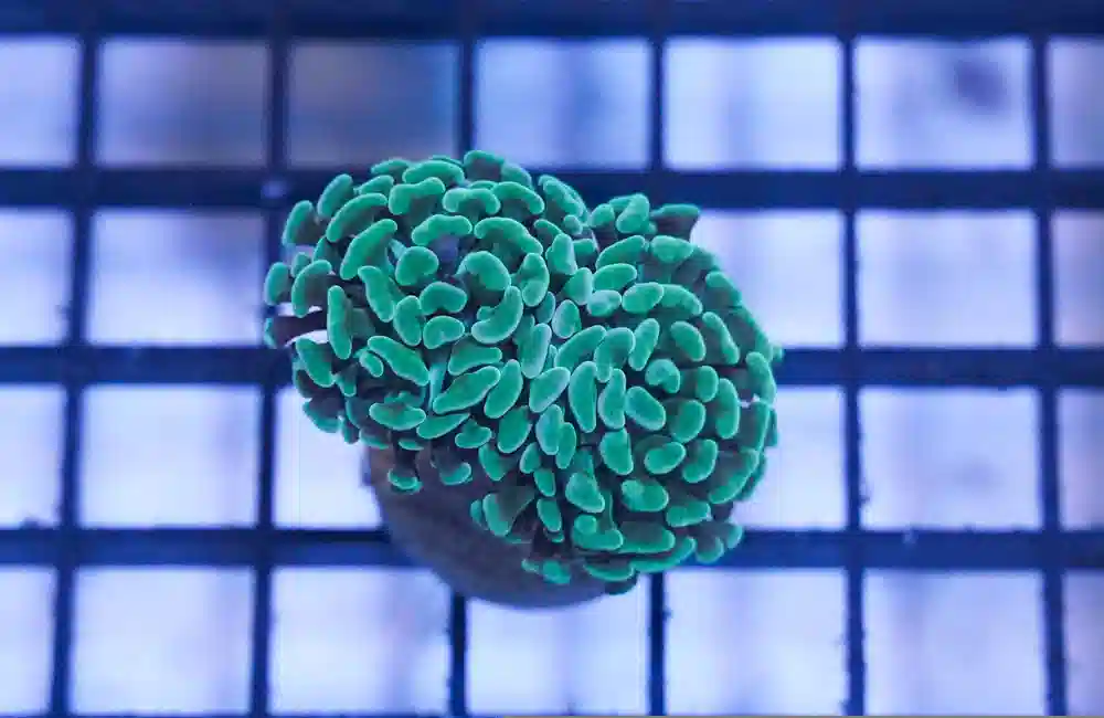 Hammer Coral: Green - Australia