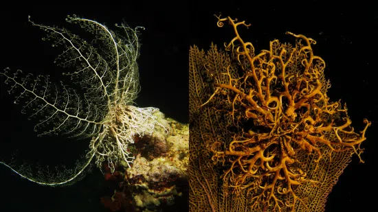 Basket Star