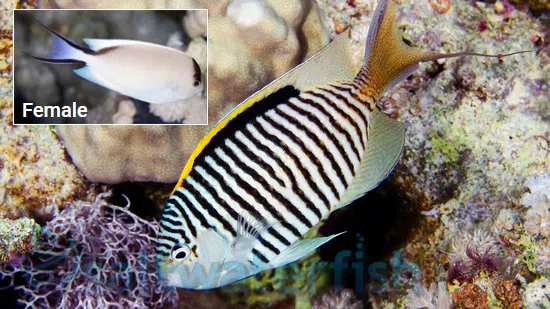 Zebra Angelfish - Female