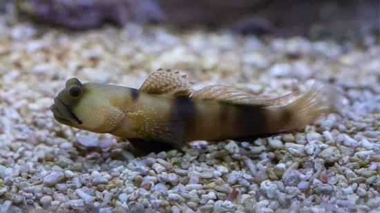 Spotted Watchman Shrimpgoby