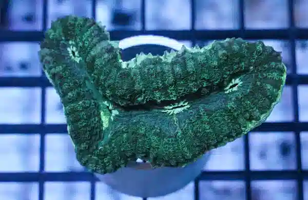 Lobophyllia Brain Coral: Green - Aquacultured