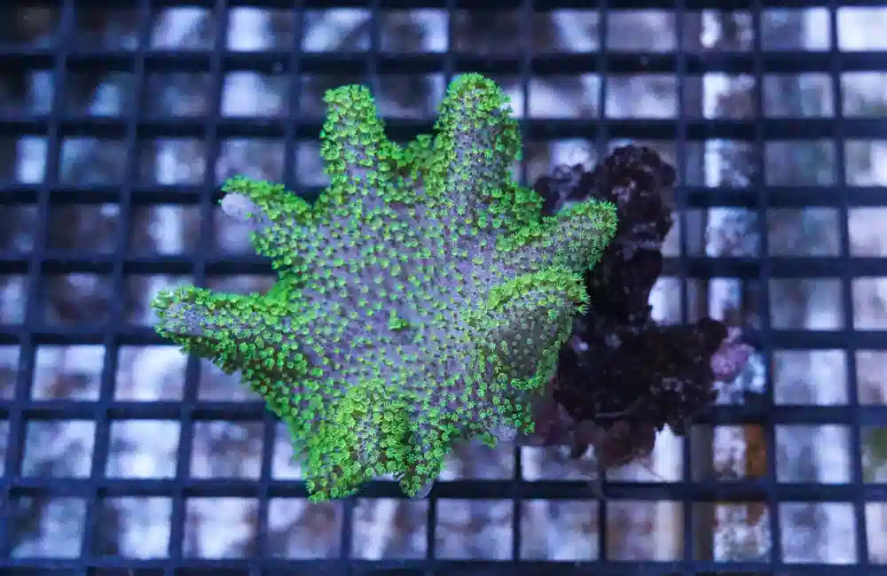 Devil's Hand Leather Coral: Green Polyps