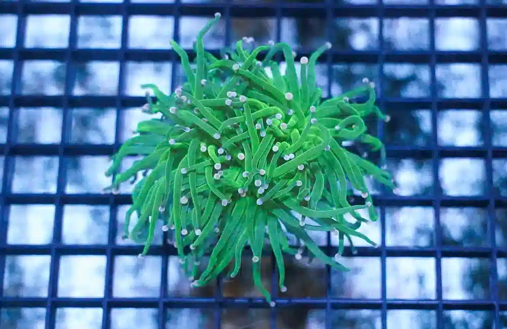 Torch Coral: Green w/ Purple Tips - Aquacultured