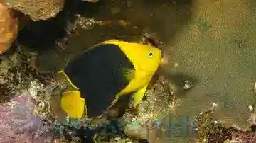 Rock Beauty Angelfish