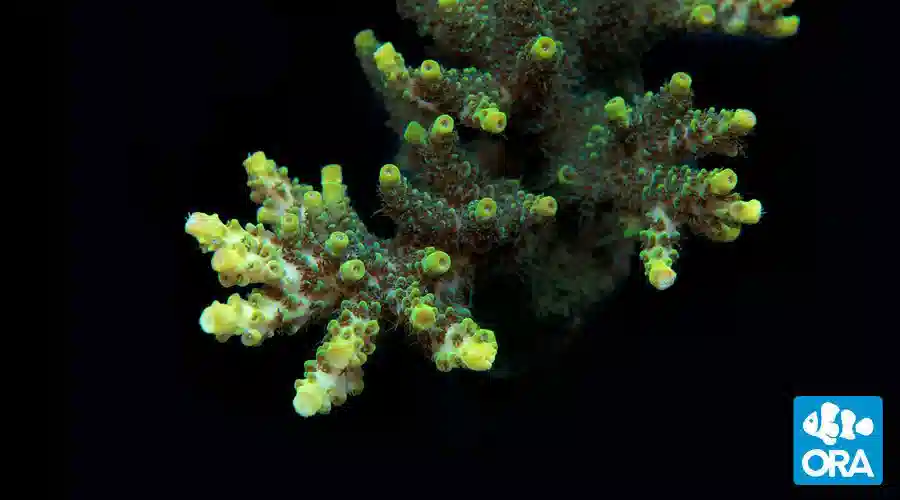 ORA Green Planet Acropora Coral