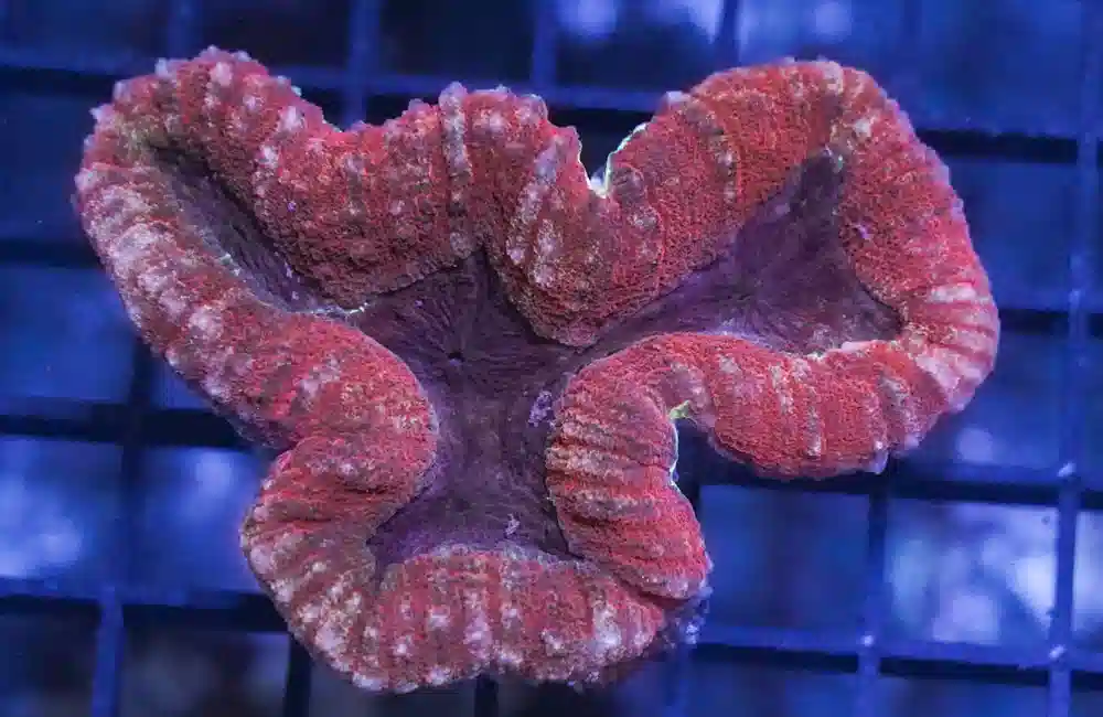 Lobophyllia Brain Coral: Red and Purple - Australia