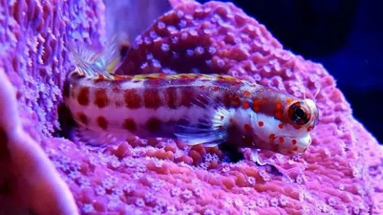 Orange Spotted Blenny