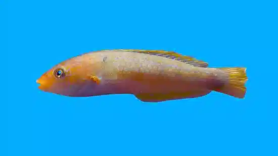 Chameleon Wrasse