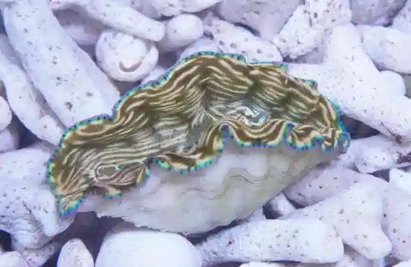 Derasa Clam: Striped w/ Blue Rim - Aquacultured