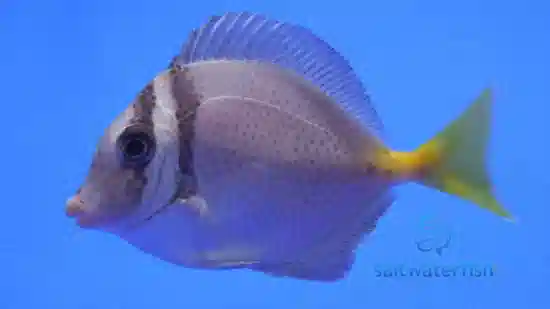 Sawtail Tang - Indonesia