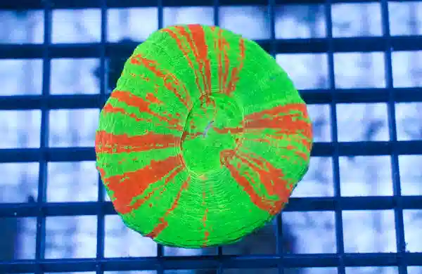 Scolymia Neon Green w/Thin Red Stripes "Bleeding Sour Apple" - Australia