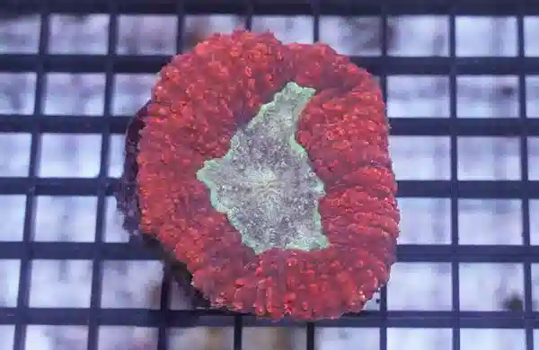 Lobophyllia Brain Coral: Metallic Red w/ Green Center