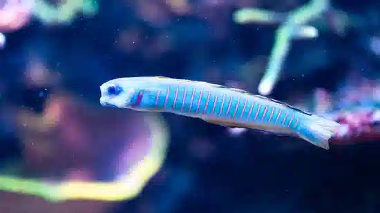 Zebra Goby - Central Pacific