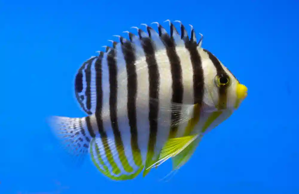 blue striped angelfish