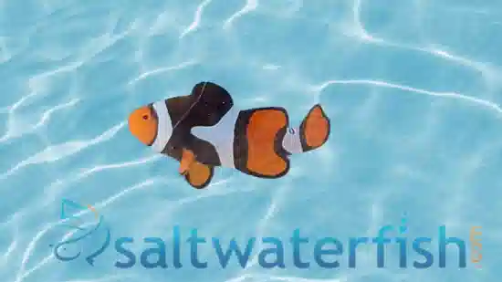 True Percula Clownfish: Super Black