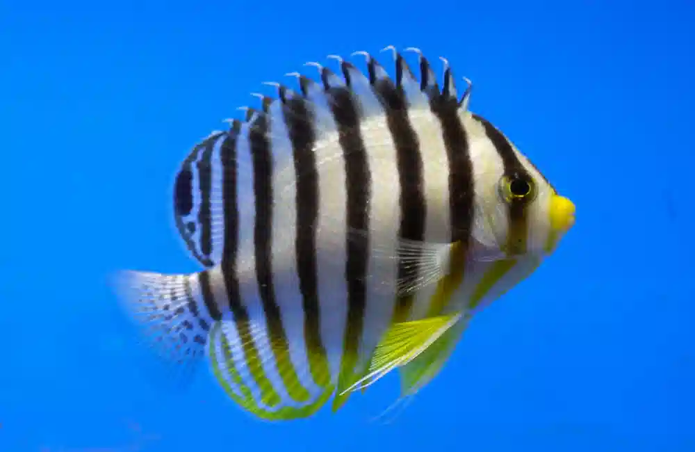 Multi-Barred Angelfish - Central Pacific