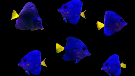 Purple Tang - Captive Bred - Save 33%