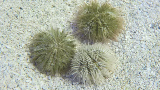 Pincushion Urchin