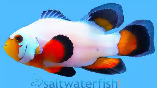 Longfin Flurry Snowflake Clownfish - Captive Bred - Save 23%