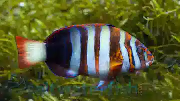 Harlequin Tusk Wrasse - Aquacultured