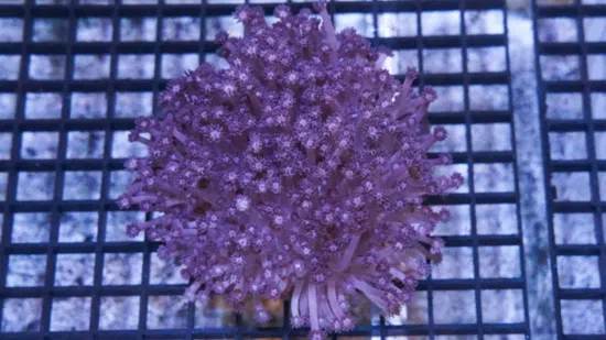 Goniopora Coral: Purple - Aquacultured