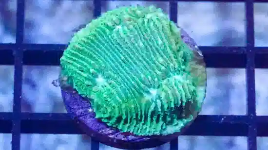 Chalice Plate Coral Lithophyllon : Green W/ Blue Eye - Australia