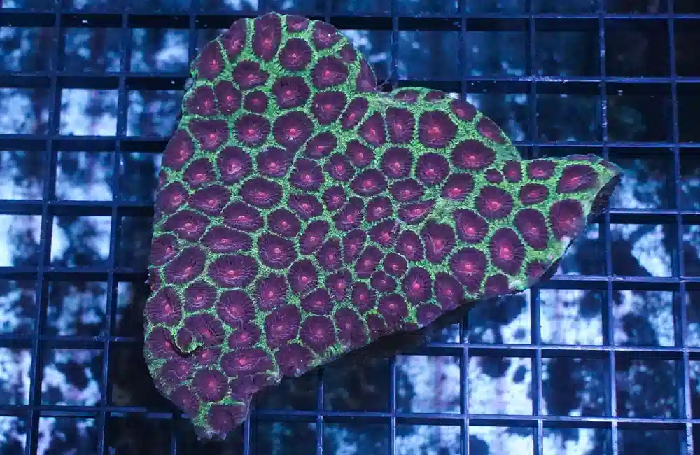 Favia Brain Coral: Color - Aquacultured