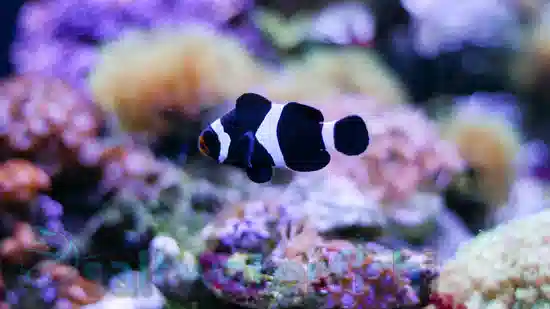 Black and White Ocellaris Clownfish - Tank-Bred