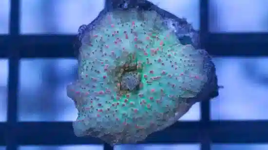 Mushroom Coral: Green w/ Red Spots