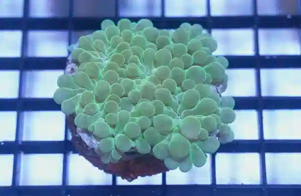 Pearl Bubble Coral: Green - Aquacultured