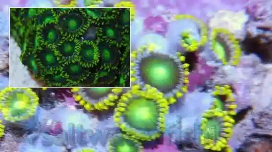 Colony Rock (Zoanthid): Green