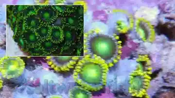 Colony Rock (Zoanthid): Mixed Green